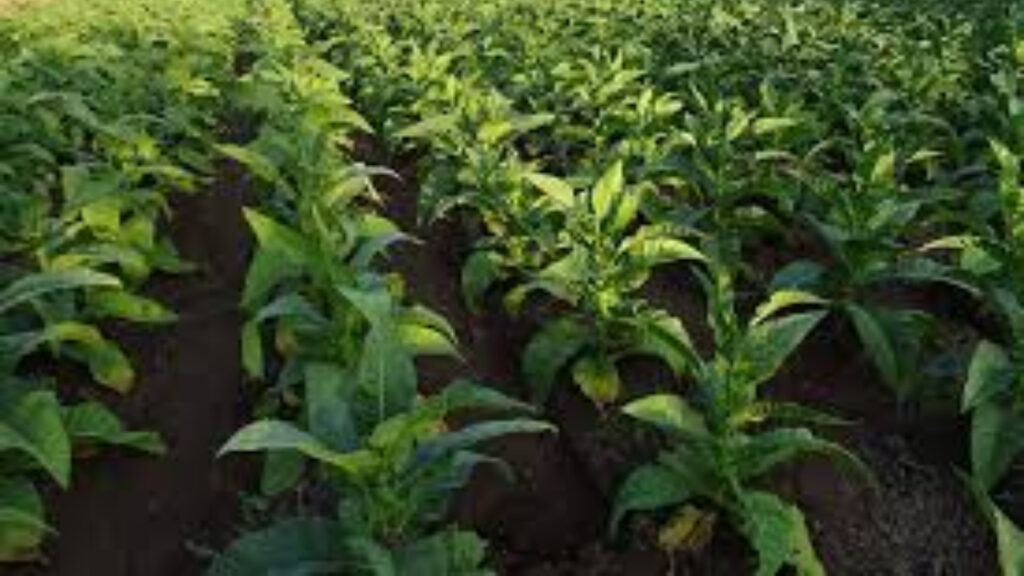 Govt gives big relief to farmers; registration certificate will now be valid for 3 years