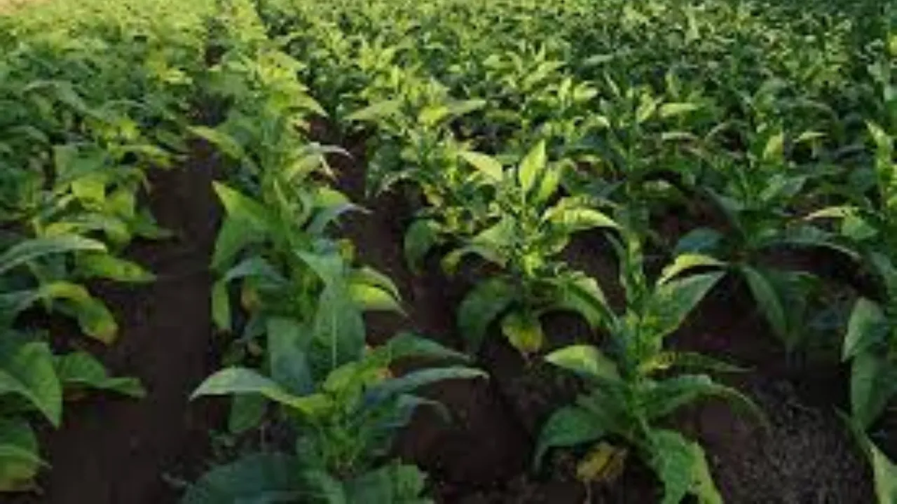 Tobacco Farming