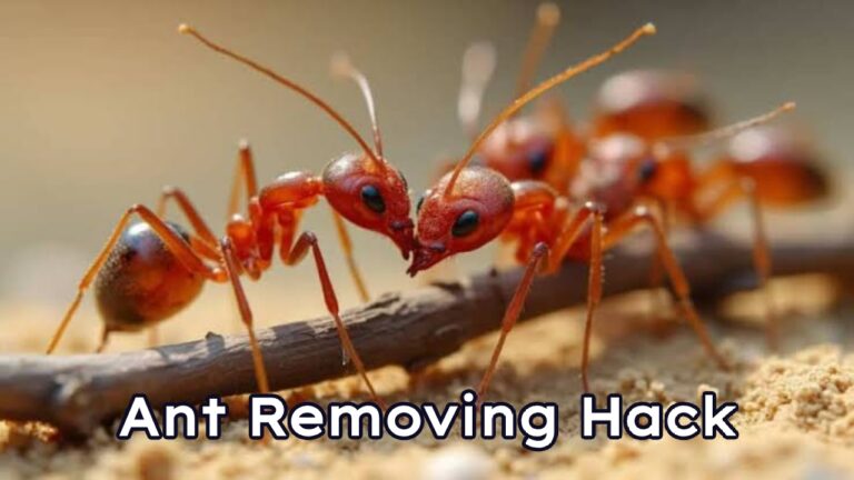 Ant removing tips