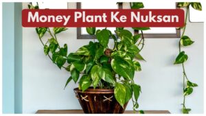 Money Plant Ke Nuksan – Is Your Money Plant Bringing Bad Luck? Avoid Common Mistakes