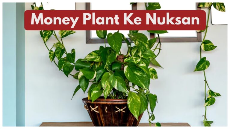 Money Plant Ke Nuksan – Is Your Money Plant Bringing Bad Luck? Avoid Common Mistakes