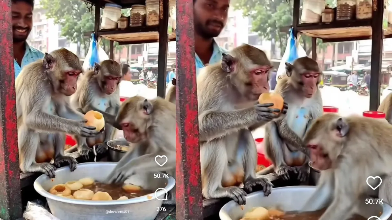 Monkey Viral Video