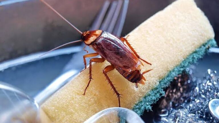 Get rid of Cockroaches Naturally From  kitchen Or Bathroom, Try These 2 Remedies!
