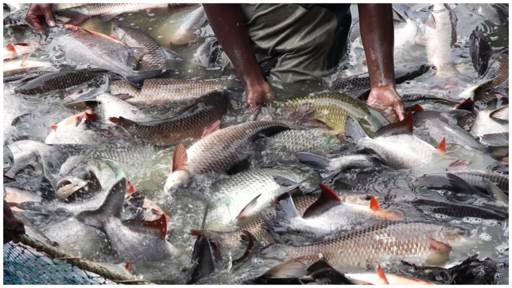Big news for fish farmers, Govt launches new card, know how to get it