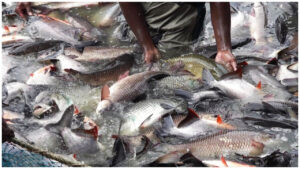 Big news for fish farmers, Govt launches new card, know how to get it