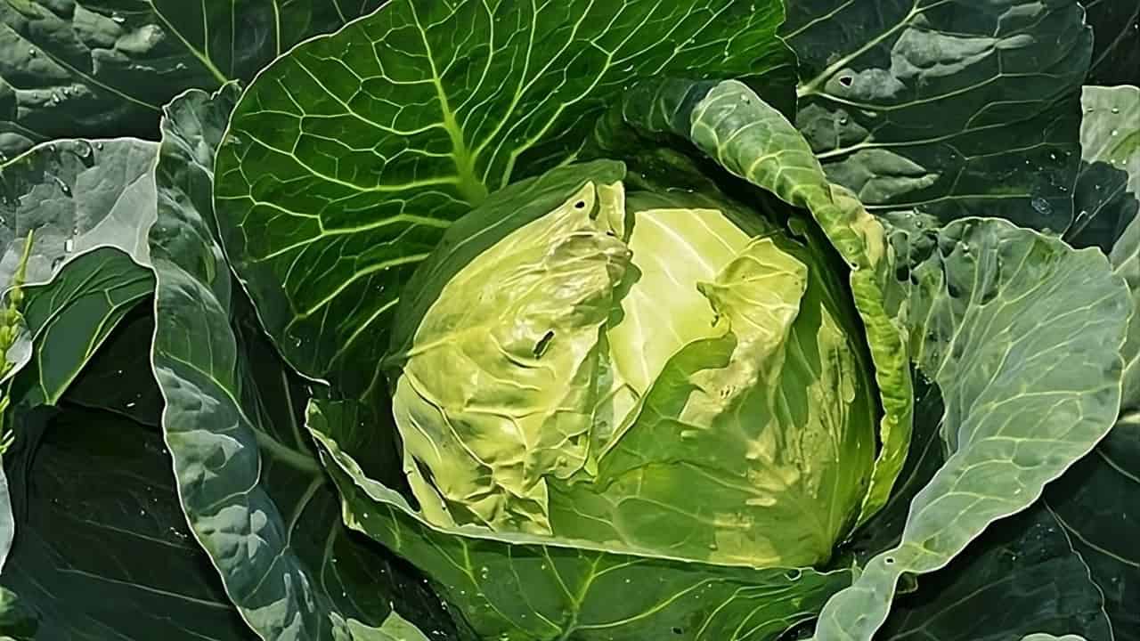 Cabbage 1 1