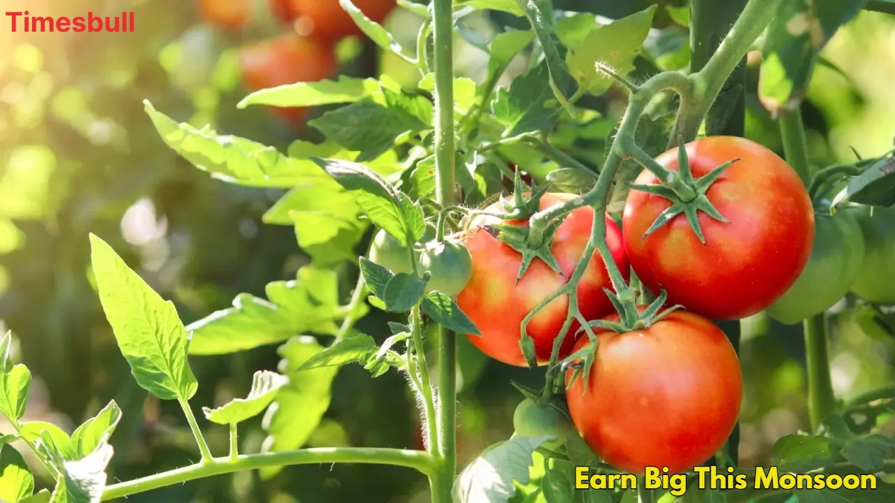 Rainy Season Jackpot: This Rainy...