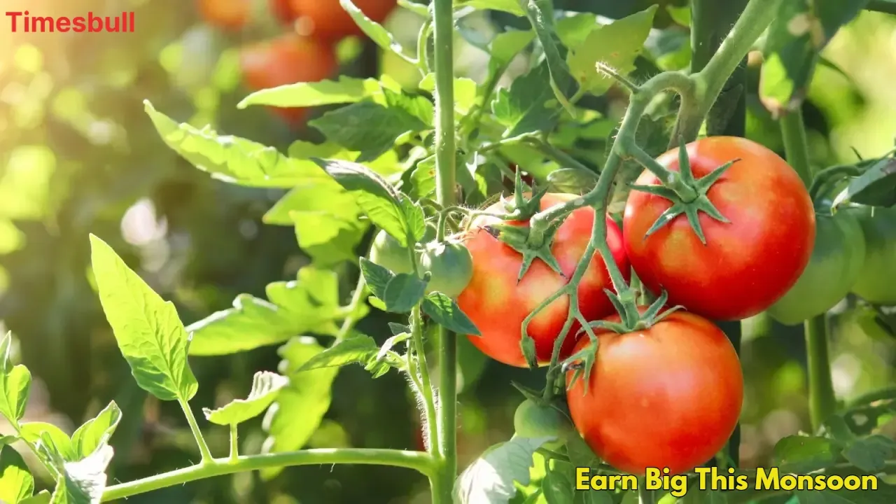 Earn Big This Monsoon