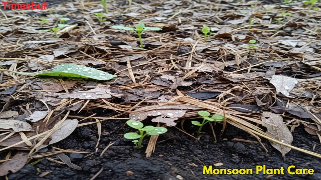 7 Home Remedies to Save Your Plants from Fungus During the Monsoon