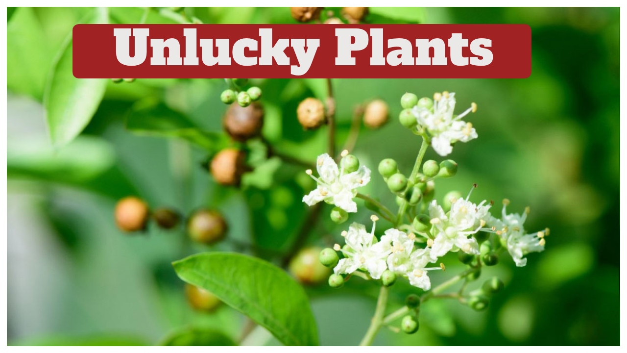 Unlucky Plants – These 4...