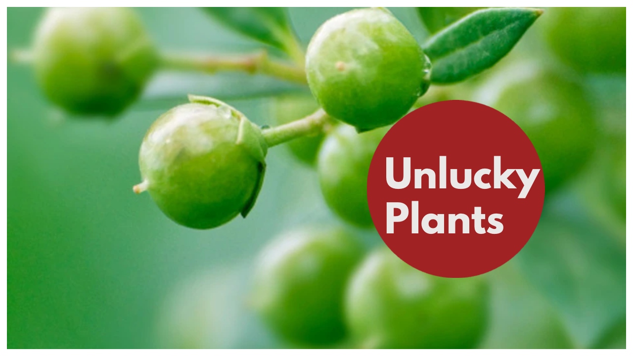 Unlucky Plants – Vastu