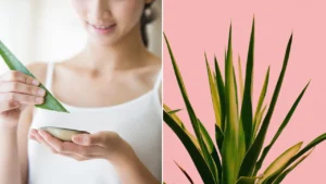 Aloe Vera for Skin in 2025: Natural Benefits & Expert Tips