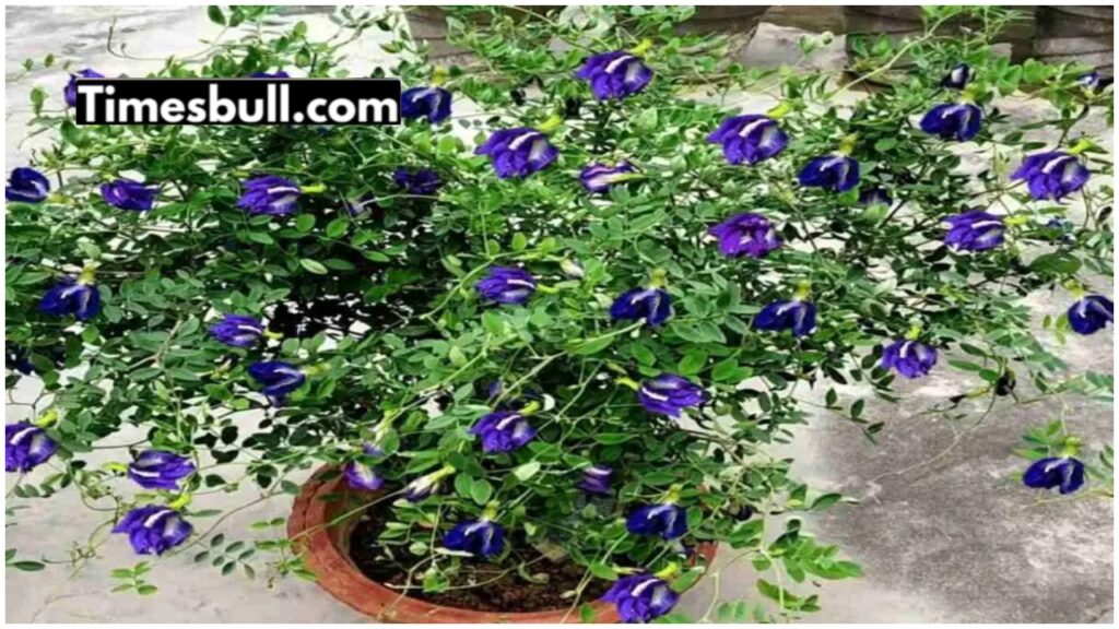 Aparajita Plant Vastu Guide: Planting for Spiritual Growth and Well-being