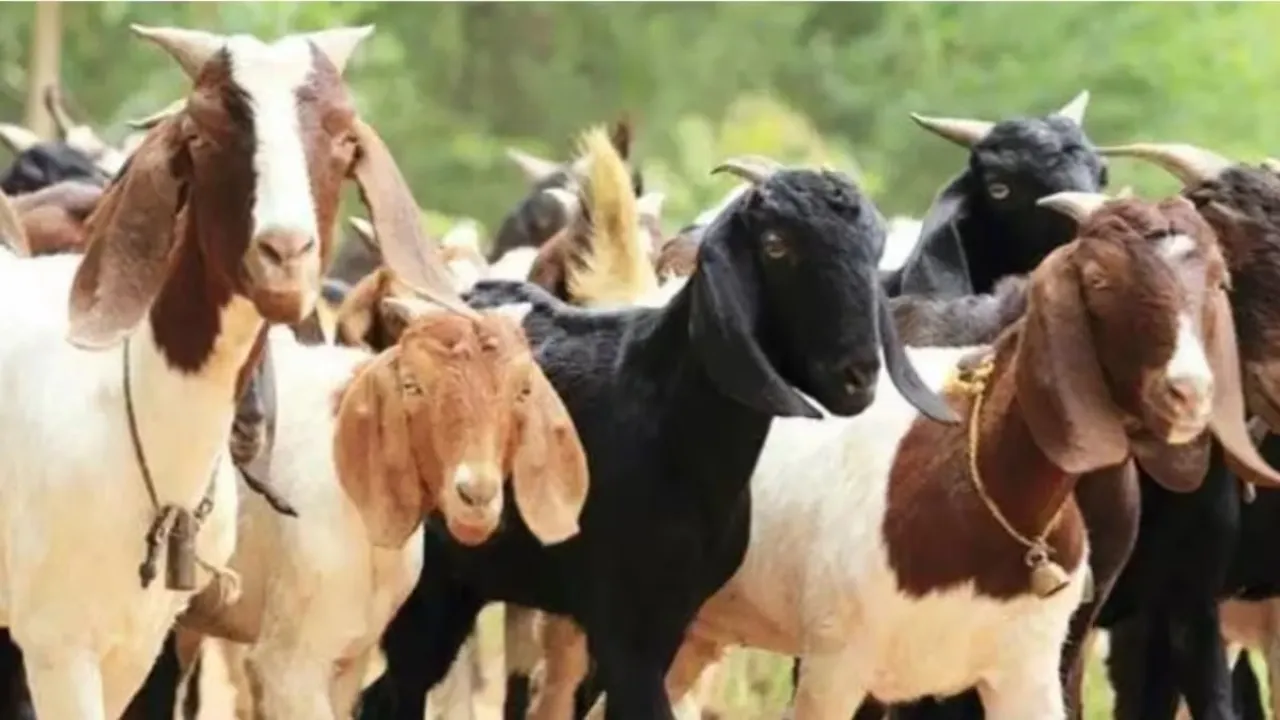 Bakri Palan