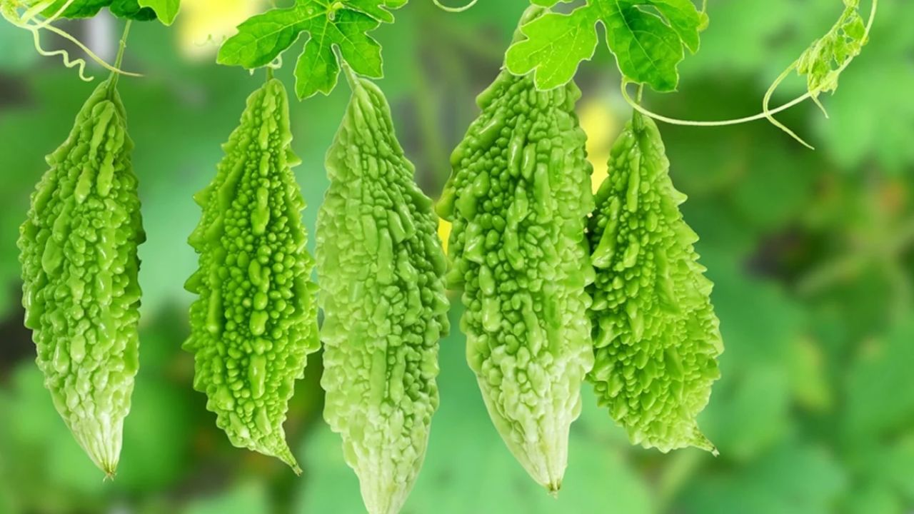 करेले के फायदे: डायबिटीज से...