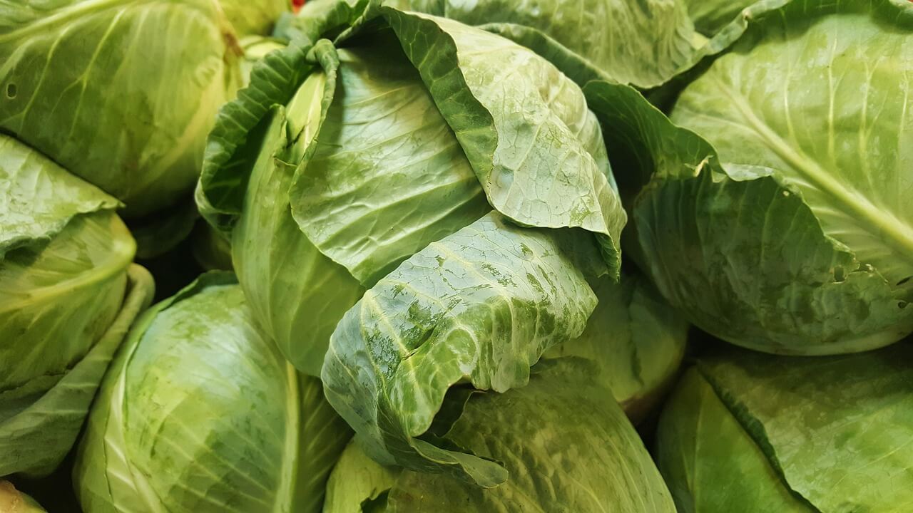 Cabbage 1353192 1280 1