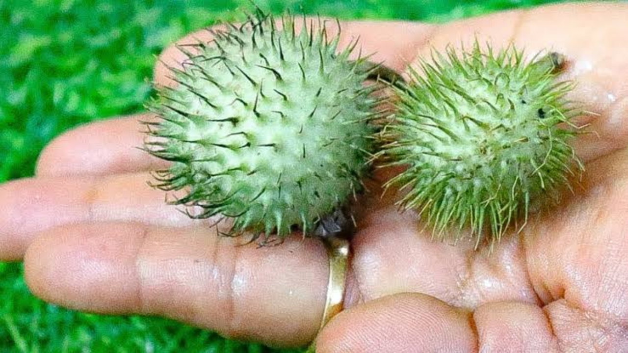 Naag Panchami 2025: Get Rid...