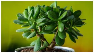 Lucky Plants – These 3 Plants that brings Happiness, Positive Energy & luck for the home