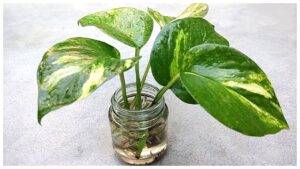 Money Plant Not Growing? Follow These Essential Tips for Fast Growth at Home