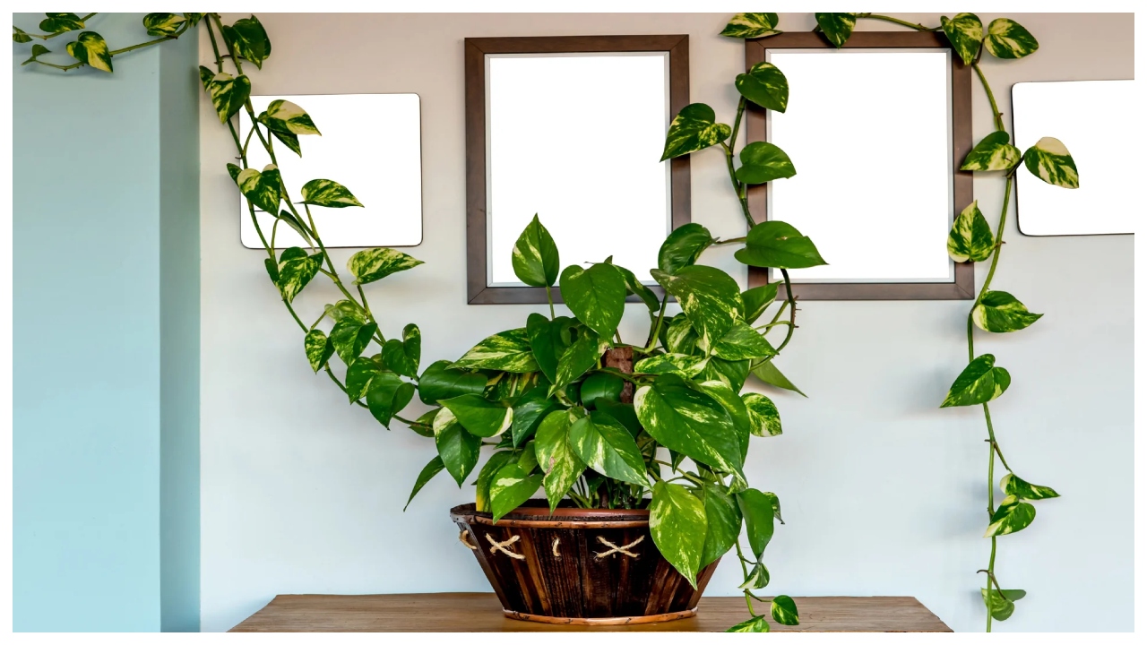Money Plant – Avoid These...