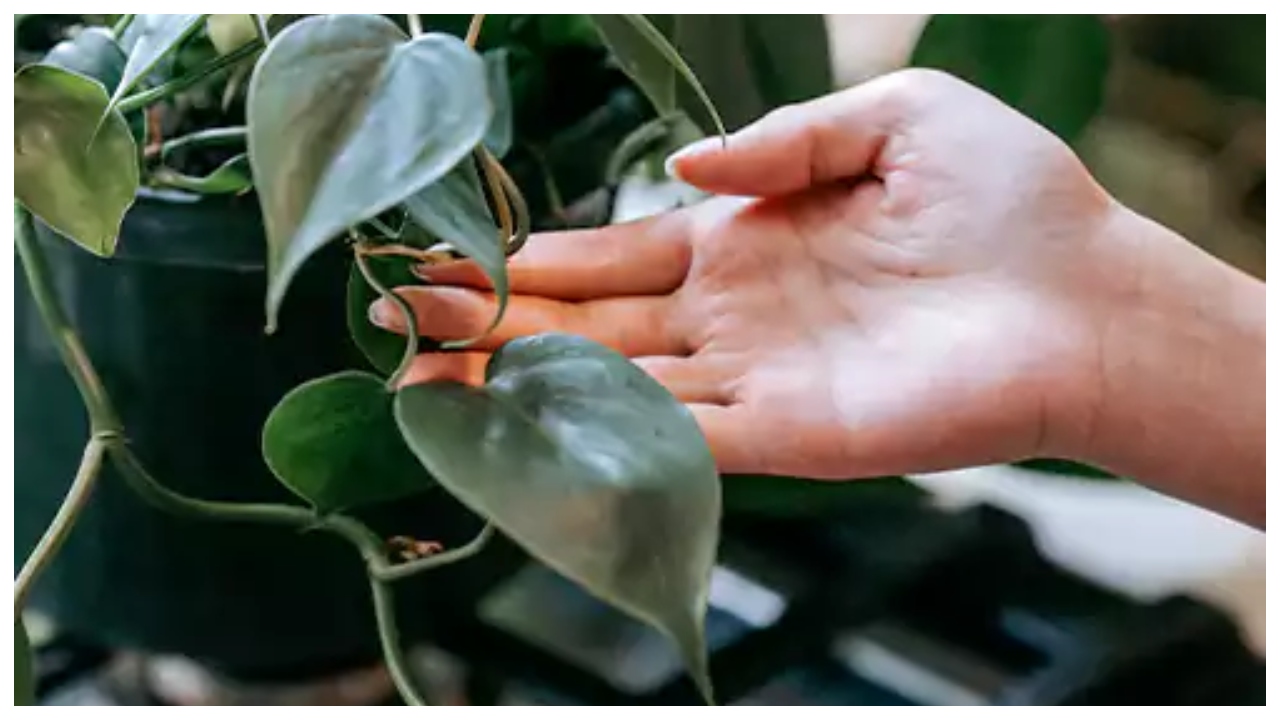 Money Plant Tips – How...