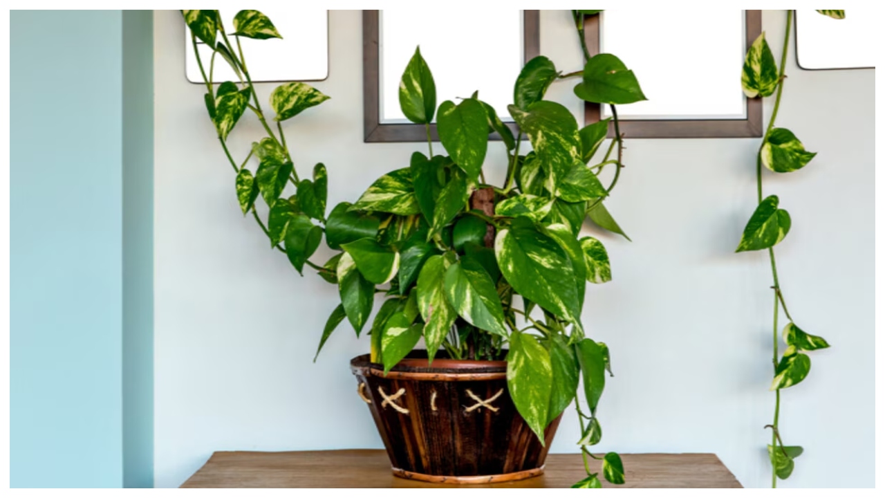 Money Plant Not Growing? Follow...