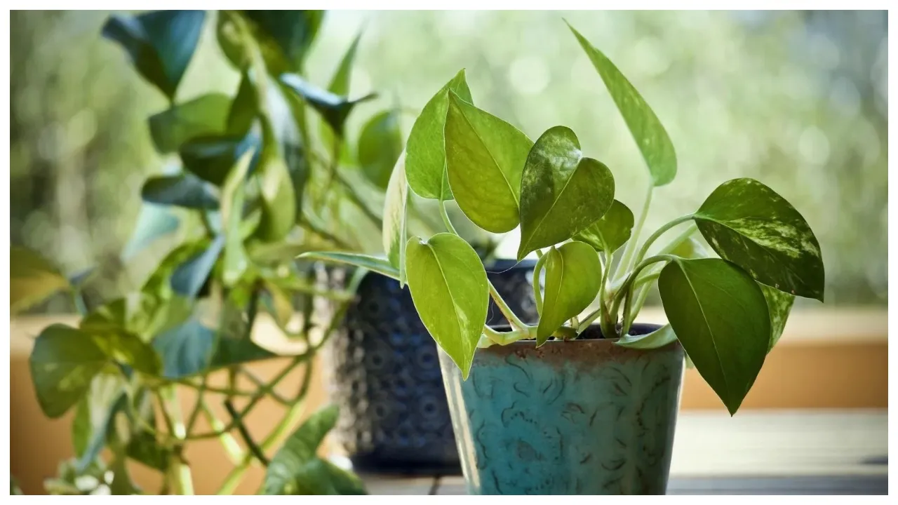 Money Plant