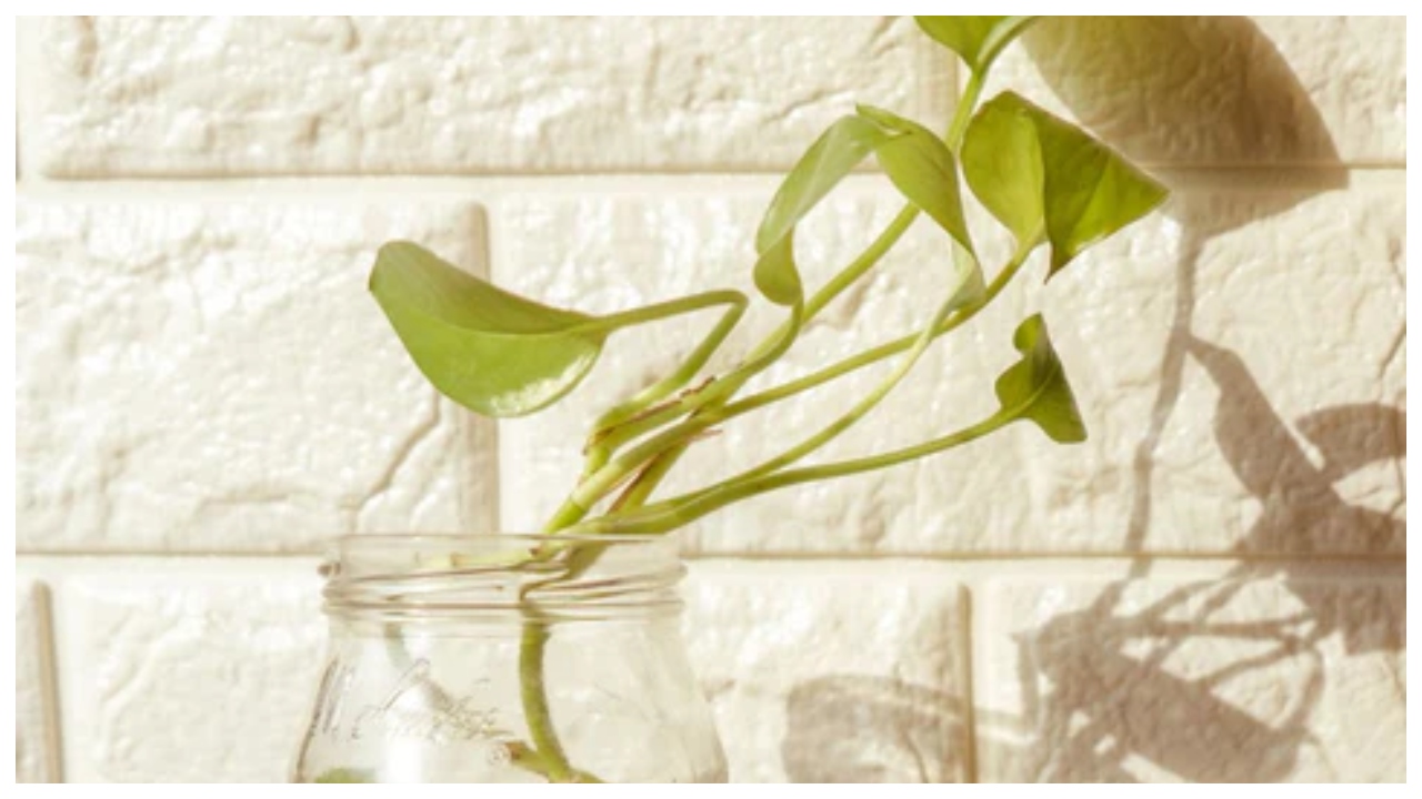 Money Plant Tips – How...