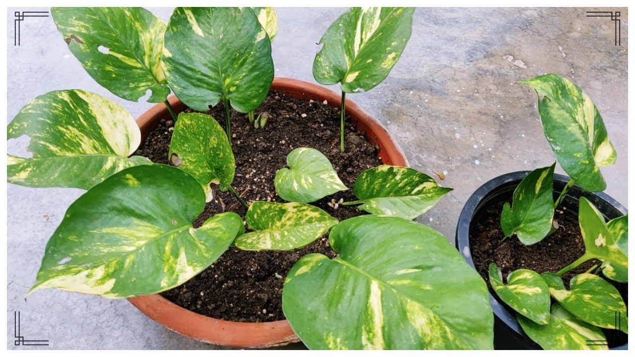 Money Plant Not Growing? Follow...