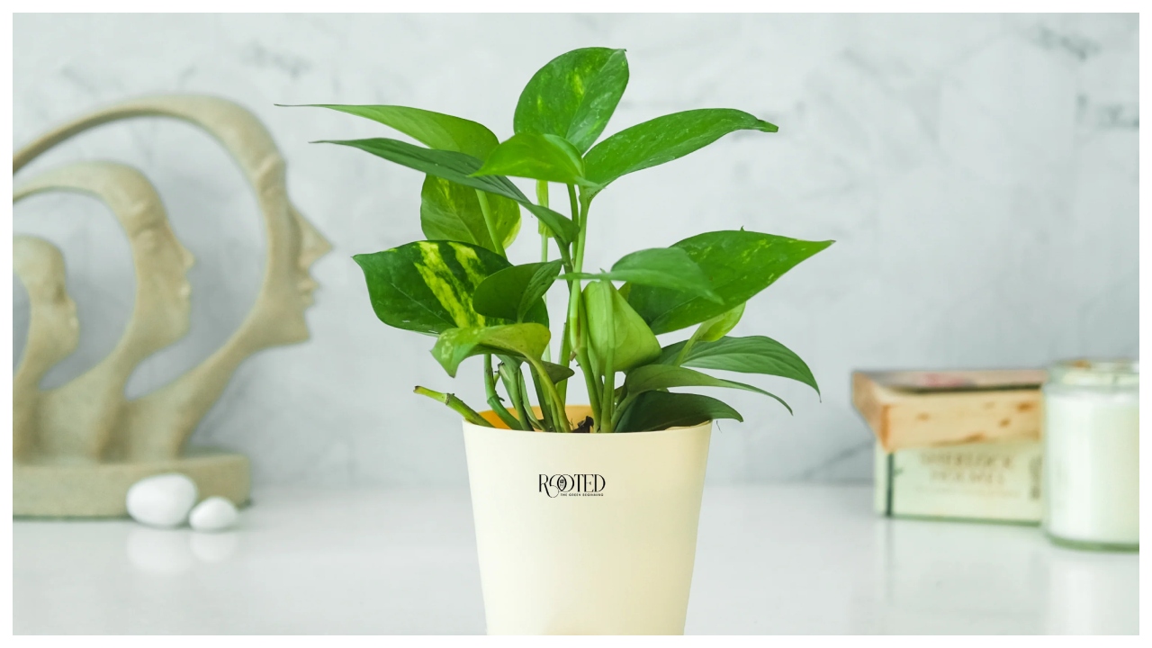 Money Plant – Avoid These...