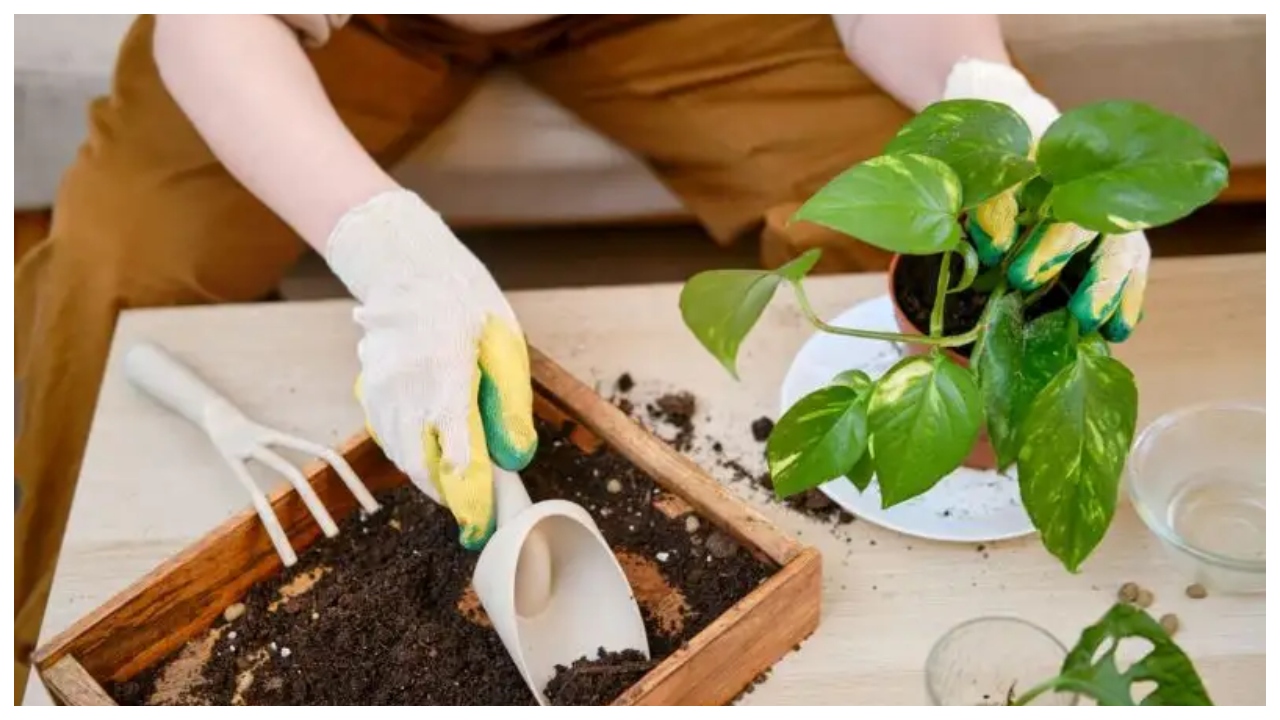 Money Plant Tips – How...