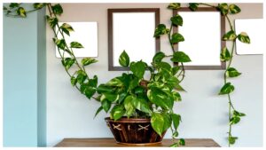 Money Plant Tips – How to Grow Money Plant in This Summer