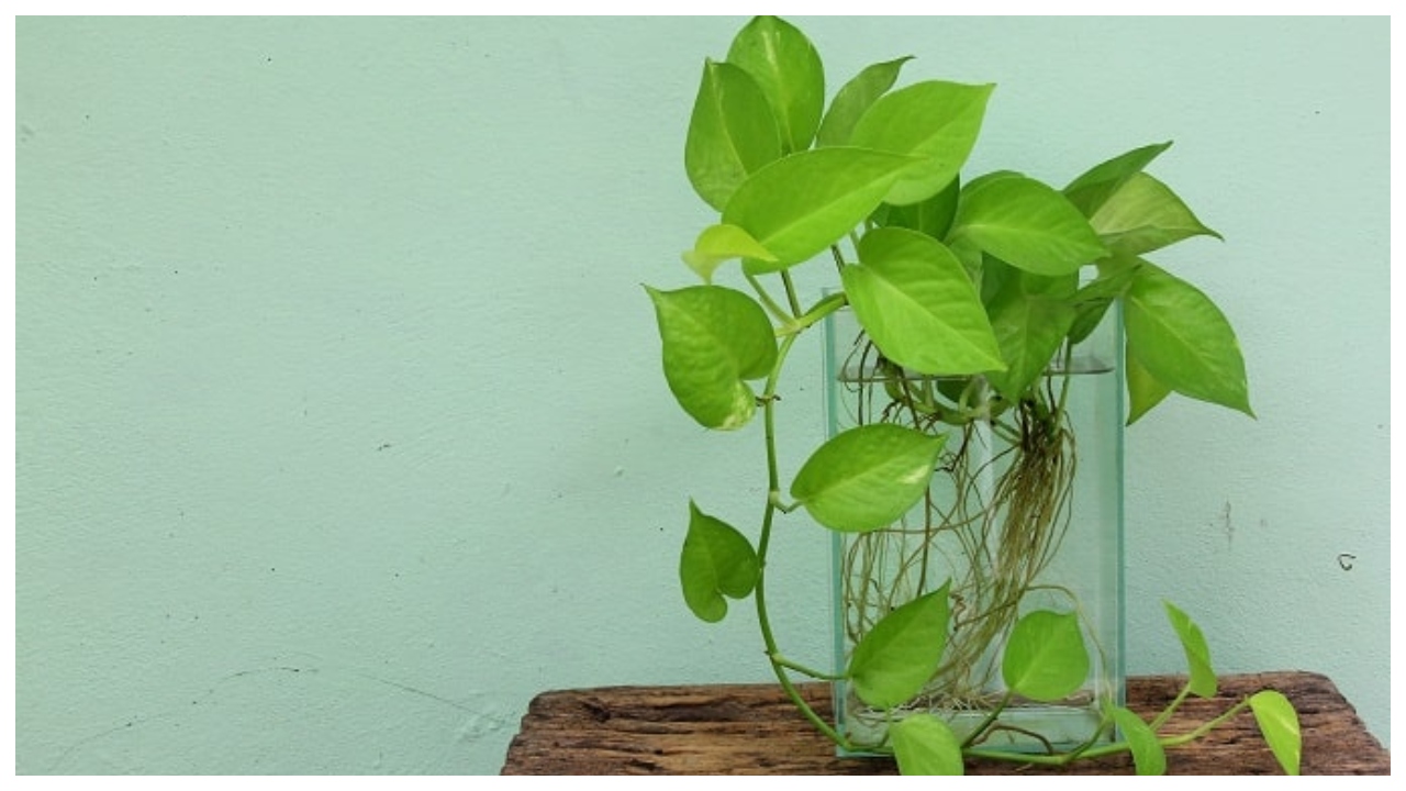 Money Plant Not Growing? Follow...