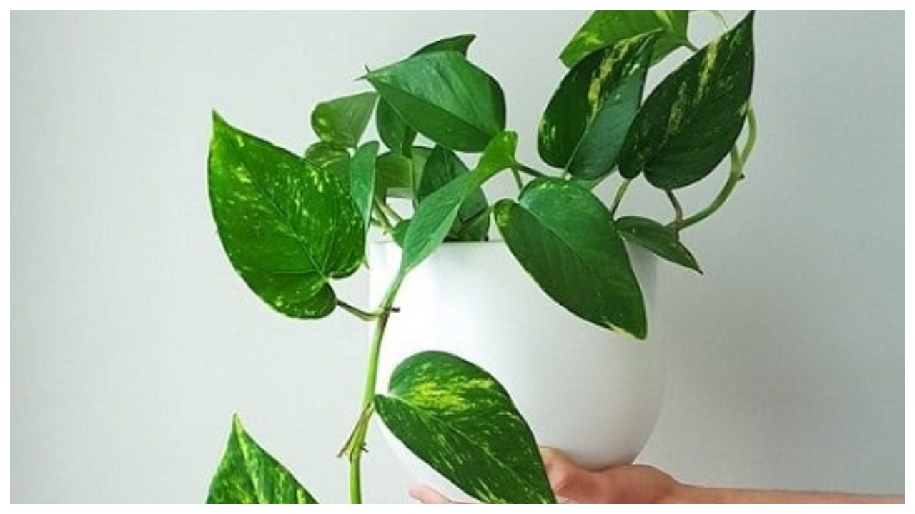 Money Plant – Avoid These...