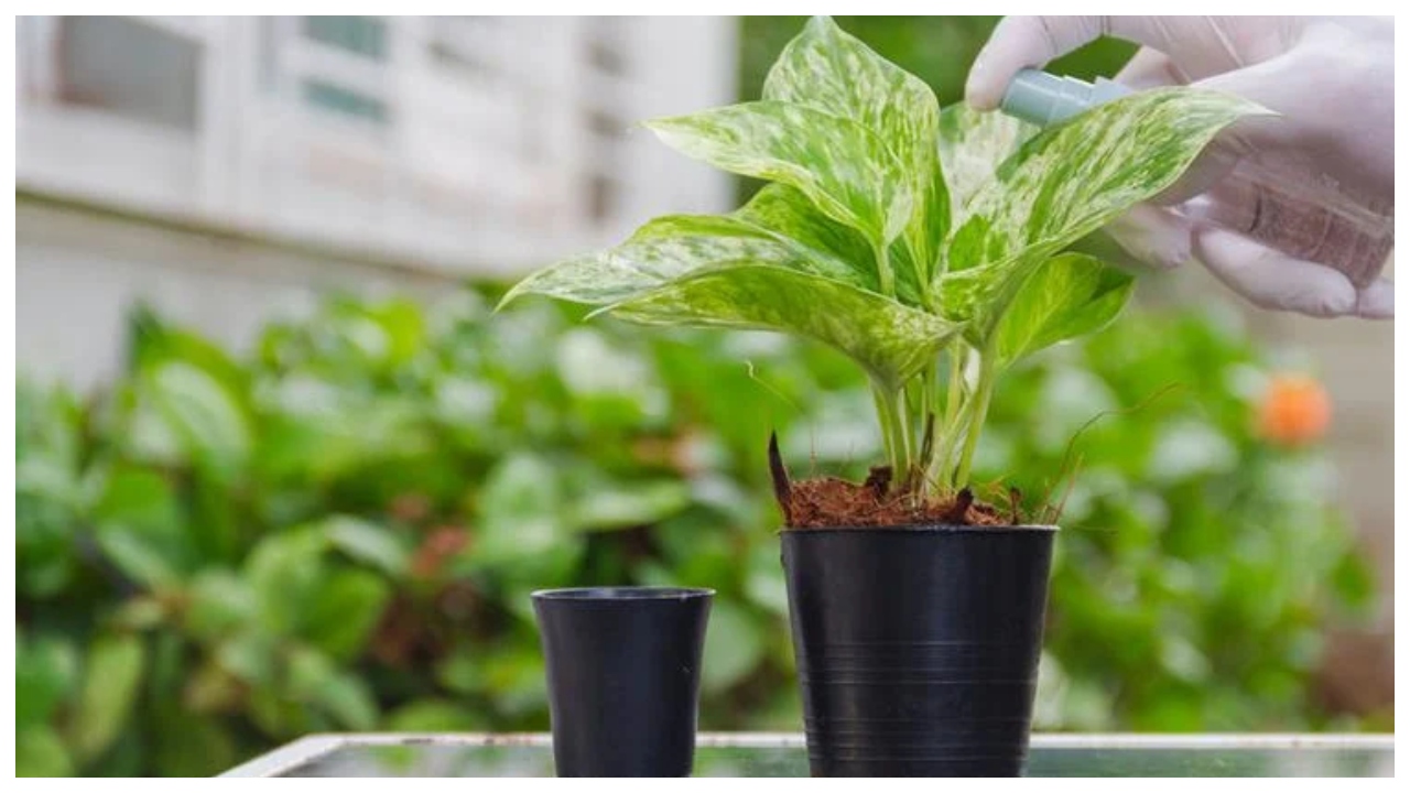 Money Plant Not Growing? Follow...