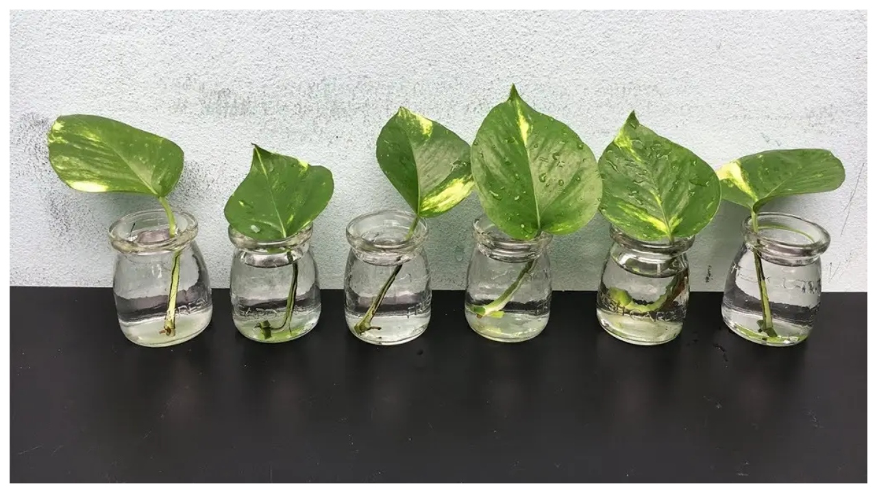 Money Plant – Avoid These...