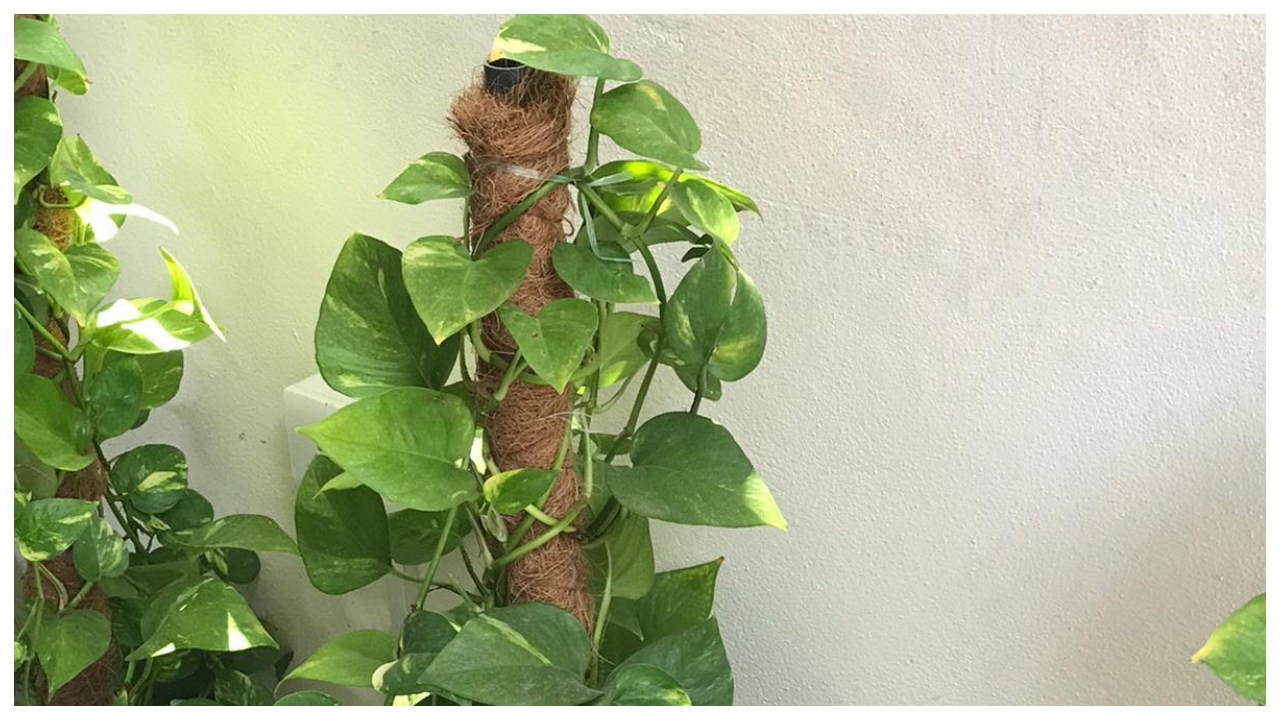 Money Plant Tips – How...