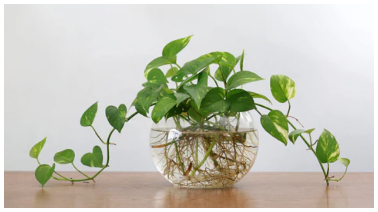 Money Plant – Avoid These...