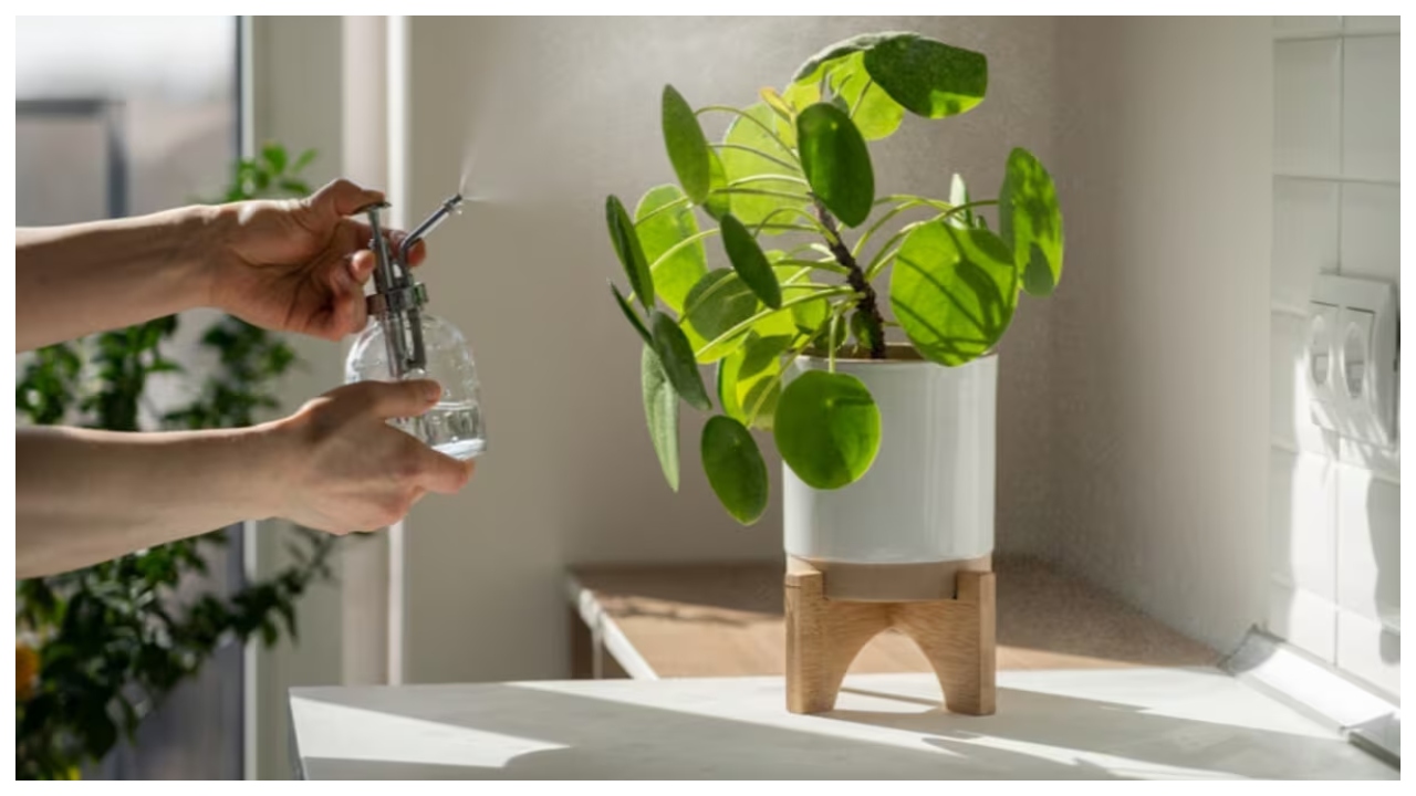 Money Plant Not Growing? Follow...