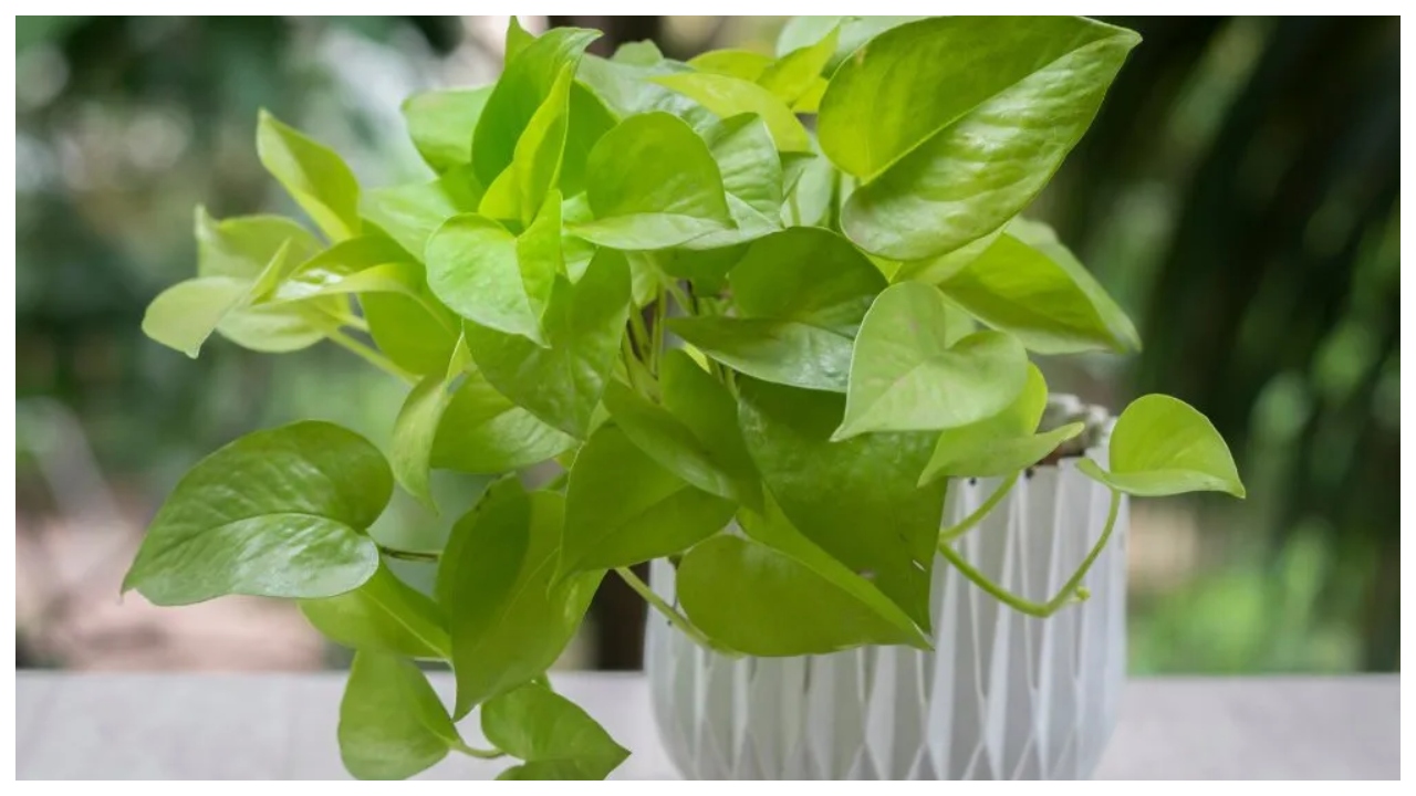 Money Plant Not Growing? Follow...