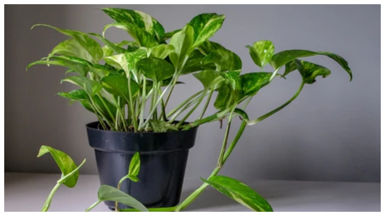 Money Plant – Avoid These...