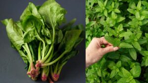 Top 8 Health Benefits of Green Vegetables in 2025 – Backed by Science