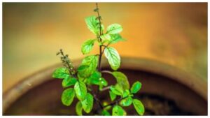Best Vastu Tips for Planting Tulsi at Home – Right Direction, Day & Care Guide