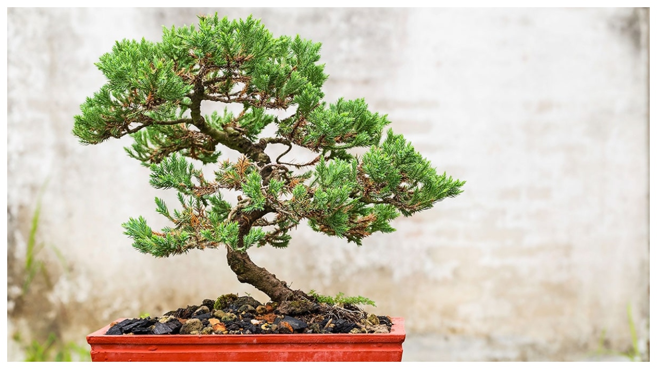 Unlucky Plants – Avoid These...