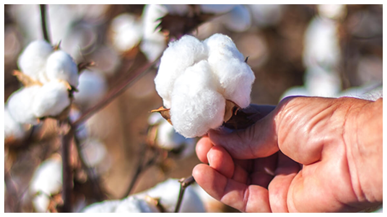 Unlucky Plants – Avoid These...