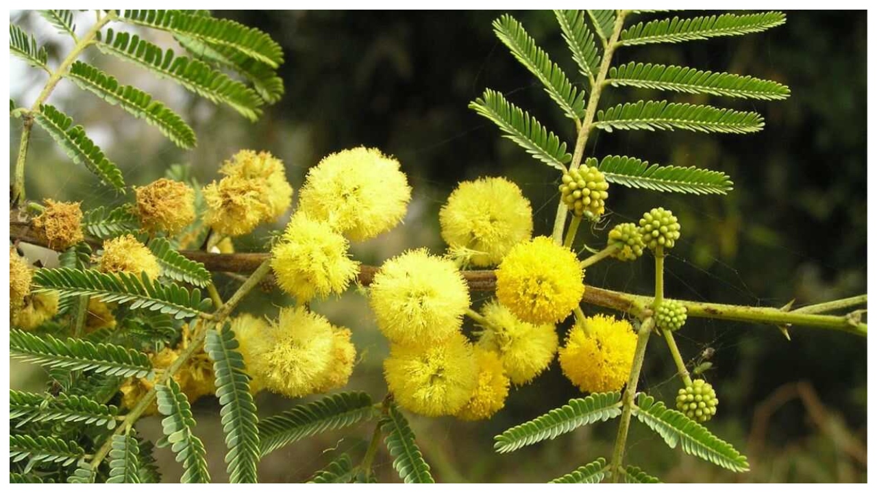 Unlucky Plants – Avoid These...