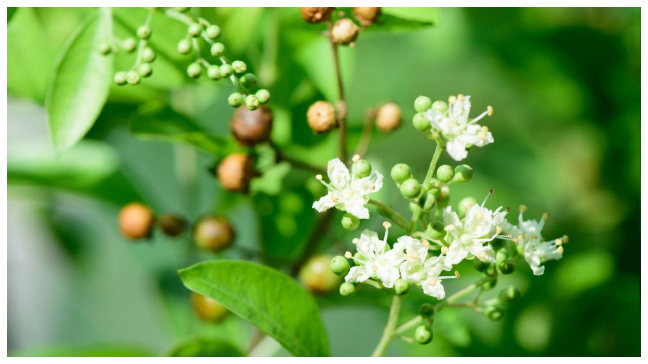 Unlucky Plants – Avoid These...