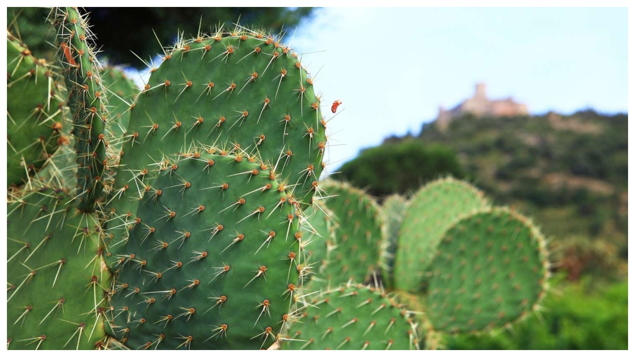 Unlucky Plants – Avoid These...