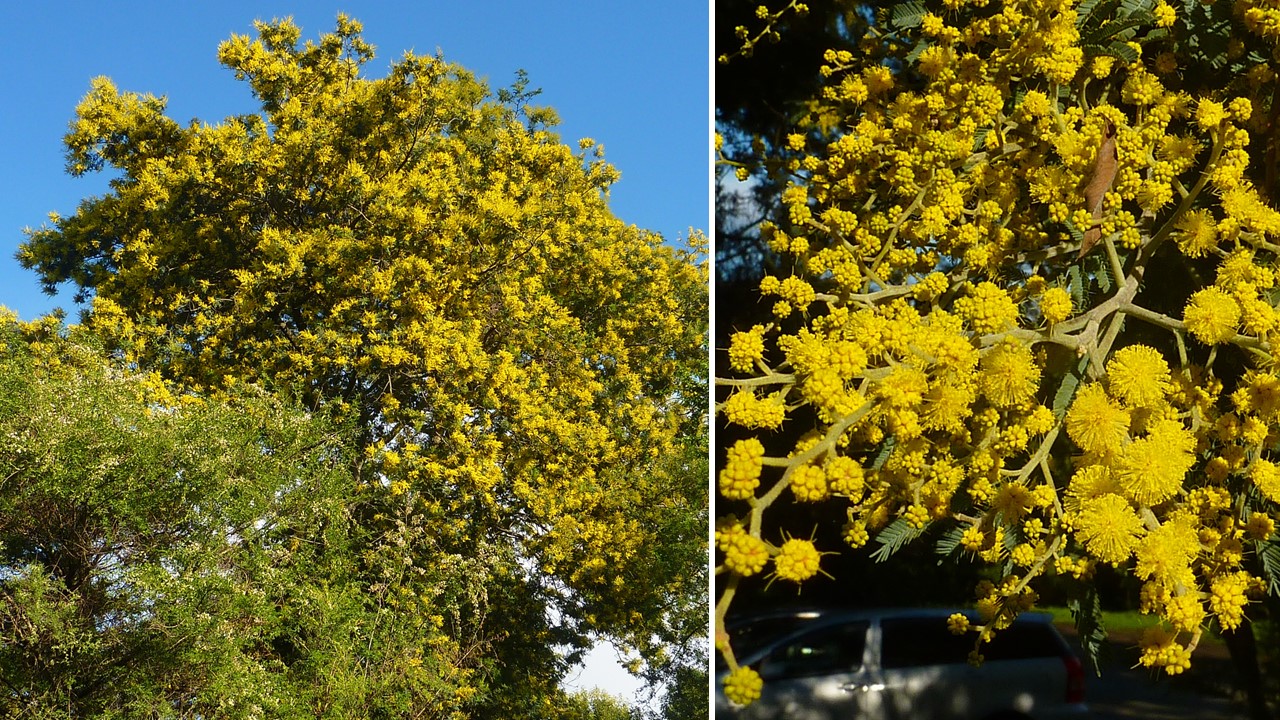 Remove These 5 Plants Now...