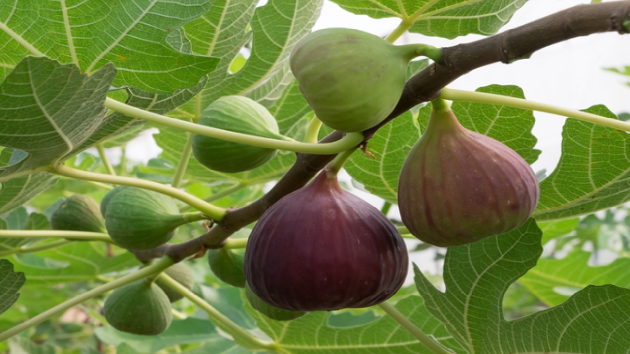 Anjeer (Figs) Benefits